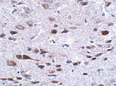 Antibody product image
